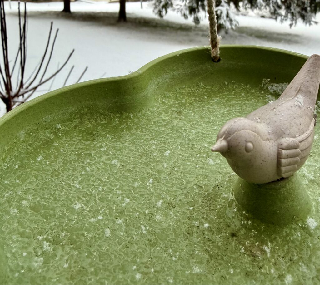 Els ocells del Cau a l’hivern