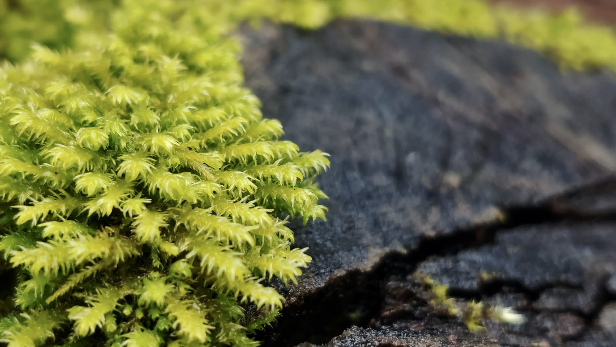 Vells camins, noves històries