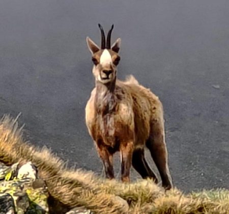 El-Cau-de-Ribes-Capcaleres-Ter-i-Freser-1