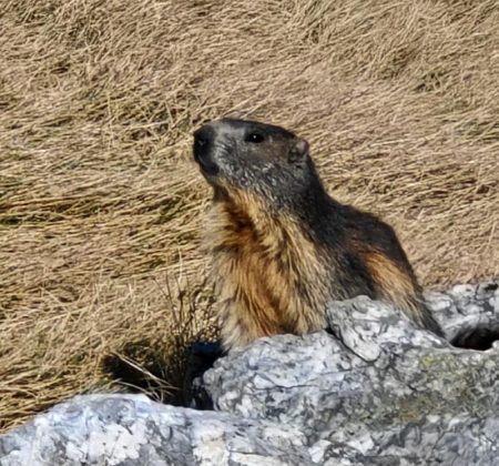 El-Cau-de-Ribes-Capcaleres-Ter-i-Freser-3