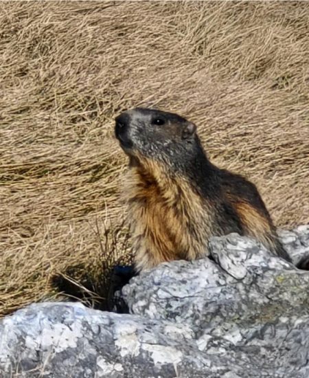 El-Cau-de-Ribes-Capcaleres-Ter-i-Freser-3