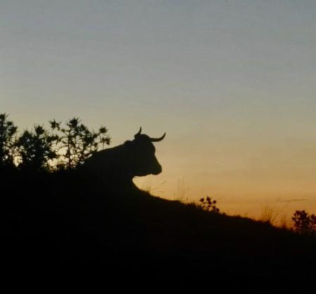 El-Cau-de-Ribes-Capcaleres-Ter-i-Freser-4