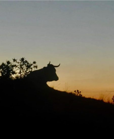 El-Cau-de-Ribes-Capcaleres-Ter-i-Freser-4